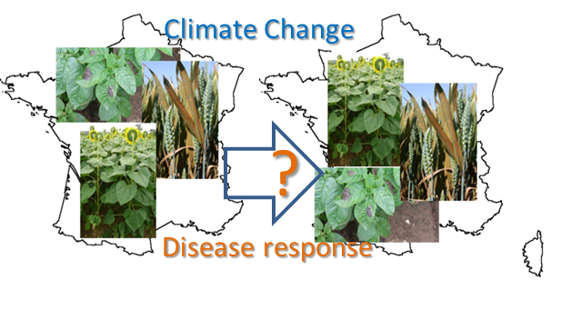 crOP disEase Response to climATE change adaptation